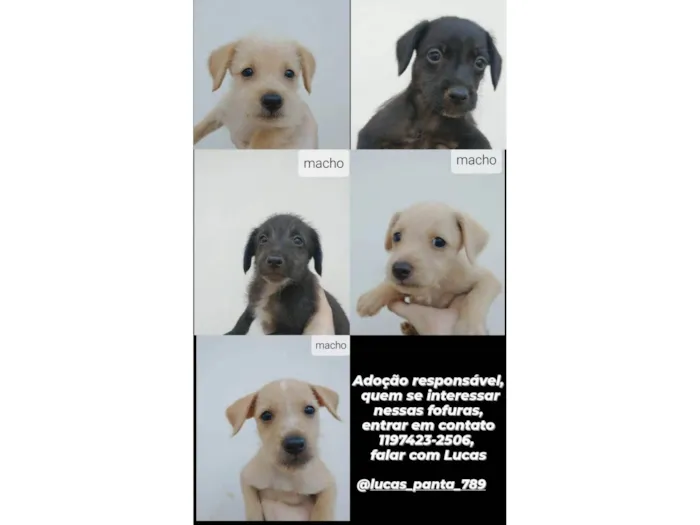 Cachorro ra a SRD idade Abaixo de 2 meses nome (sem nome)