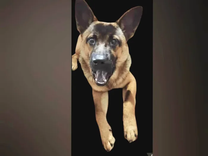 Cachorro ra a Pastor Alemão idade 7 a 11 meses nome Yaron