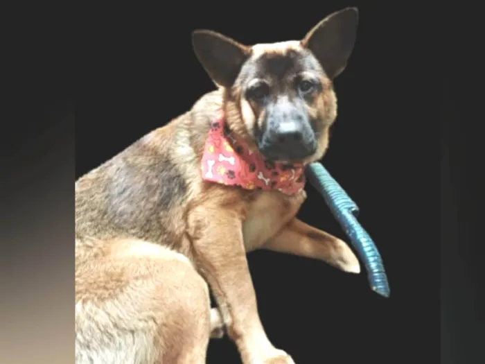 Cachorro ra a Pastor Alemão idade 7 a 11 meses nome Yaron