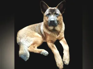 Cachorro raça Pastor Alemão idade 7 a 11 meses nome Yaron