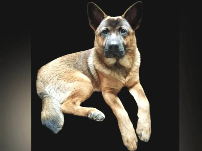 Cachorro ra a Pastor Alemão idade 7 a 11 meses nome Yaron