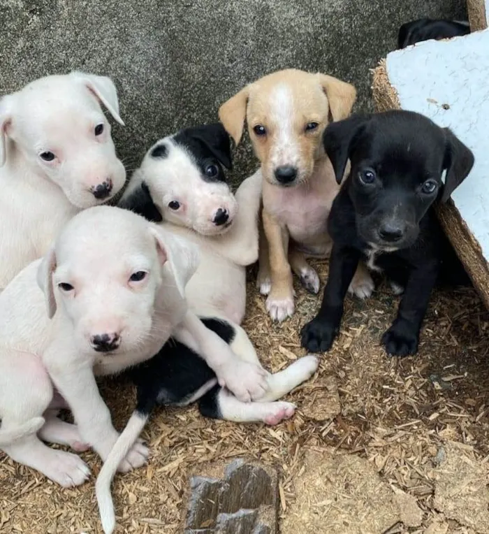 Cachorro ra a SRD-ViraLata idade 2 a 6 meses nome ..