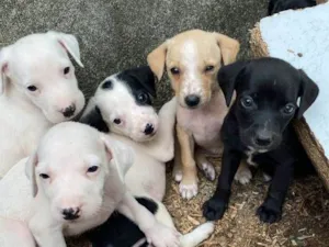 Cachorro raça SRD-ViraLata idade 2 a 6 meses nome ..