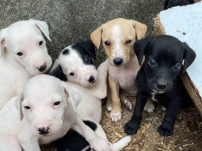 Cachorro ra a SRD-ViraLata idade 2 a 6 meses nome ..