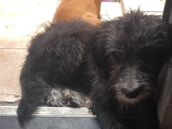 Cachorro ra a SRD-ViraLata idade 2 a 6 meses nome Morfeu