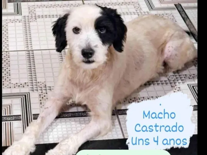 Cachorro ra a SRD-ViraLata idade 3 anos nome Tutu