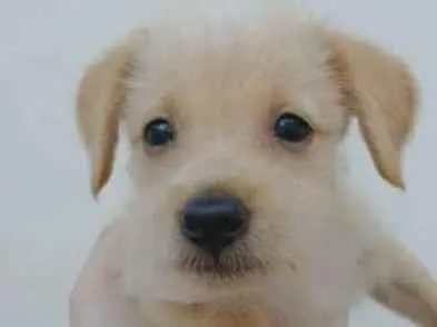Cachorro ra a SRD idade Abaixo de 2 meses nome (sem nome)