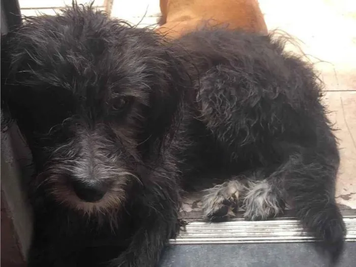 Cachorro ra a SRD-ViraLata idade 2 a 6 meses nome Morfeu