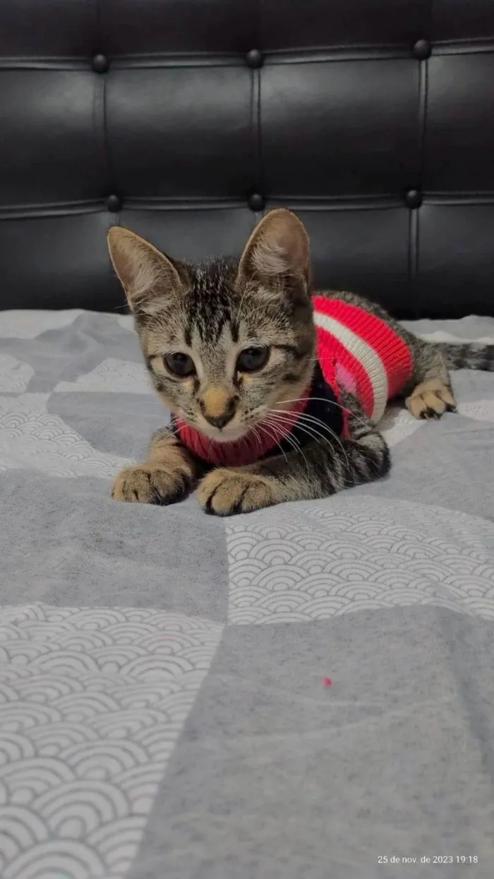 Gato ra a  idade 2 a 6 meses nome Meg