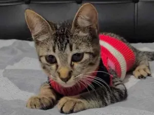 Gato raça  idade 2 a 6 meses nome Meg