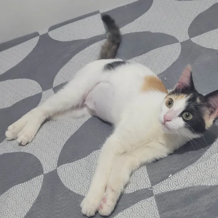 Gato ra a  idade 2 a 6 meses nome Mel