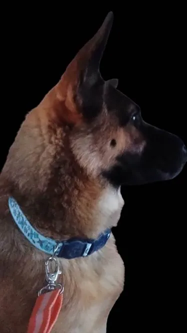 Cachorro ra a Pastor Alemão mistura idade 7 a 11 meses nome Yaron