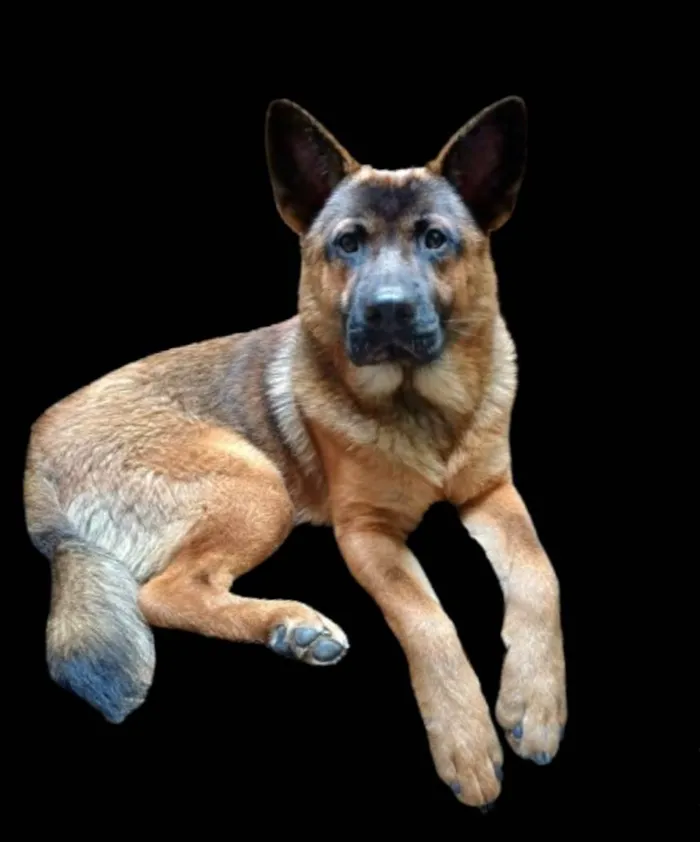 Cachorro ra a Pastor Alemão mistura idade 7 a 11 meses nome Yaron