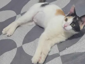 Gato raça  idade 2 a 6 meses nome Mel