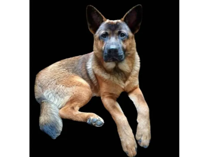 Cachorro ra a Pastor Alemão mistura idade 7 a 11 meses nome Yaron