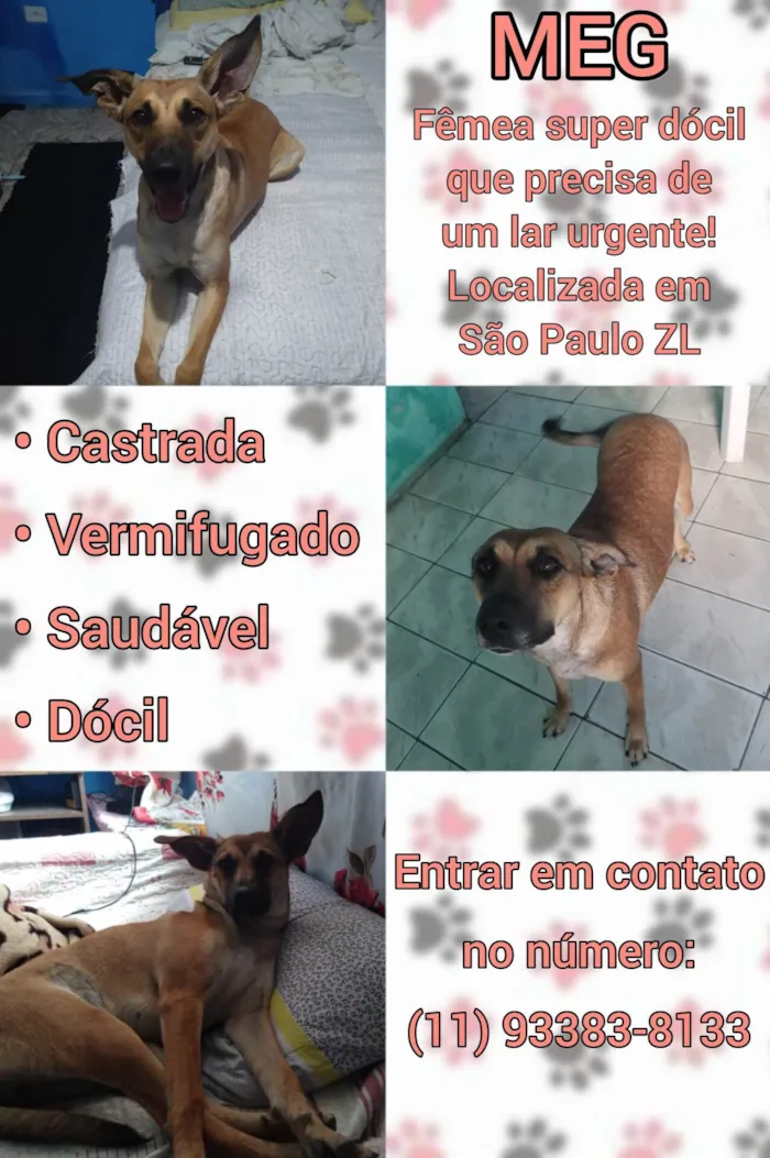 Cachorro ra a Sem raça definida idade 2 anos nome Meg