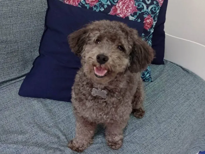 Cachorro ra a Poodle idade 5 anos nome Rafa 