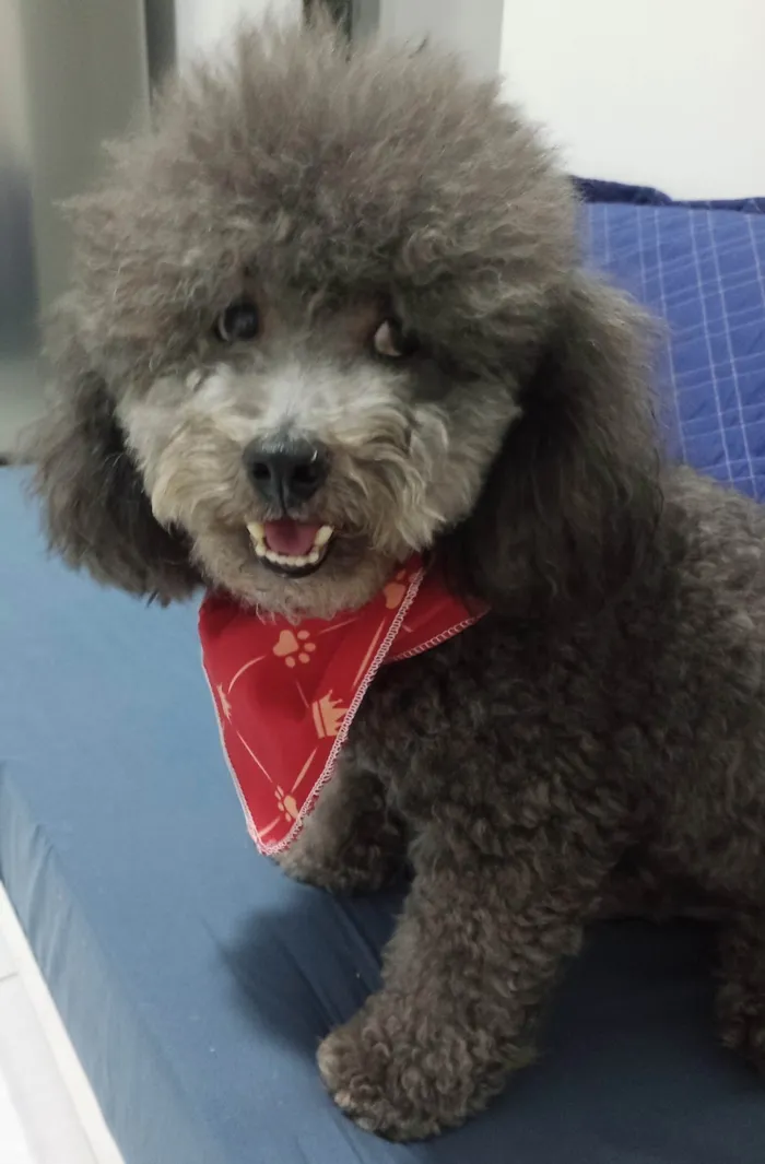 Cachorro ra a Poodle idade 5 anos nome Rafa 