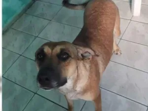 Cachorro raça Sem raça definida idade 2 anos nome Meg