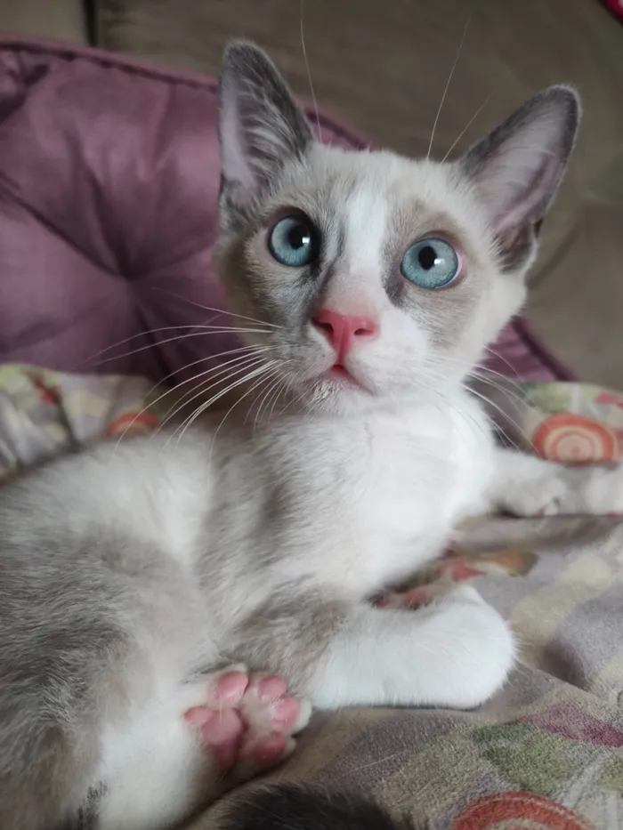 Gato ra a SRD-ViraLata idade 2 a 6 meses nome Acinzentado 
