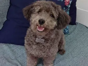 Cachorro raça Poodle idade 5 anos nome Rafa 