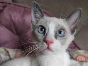 Gato raça SRD-ViraLata idade 2 a 6 meses nome Acinzentado 