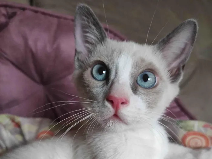 Gato ra a SRD-ViraLata idade 2 a 6 meses nome Acinzentado 