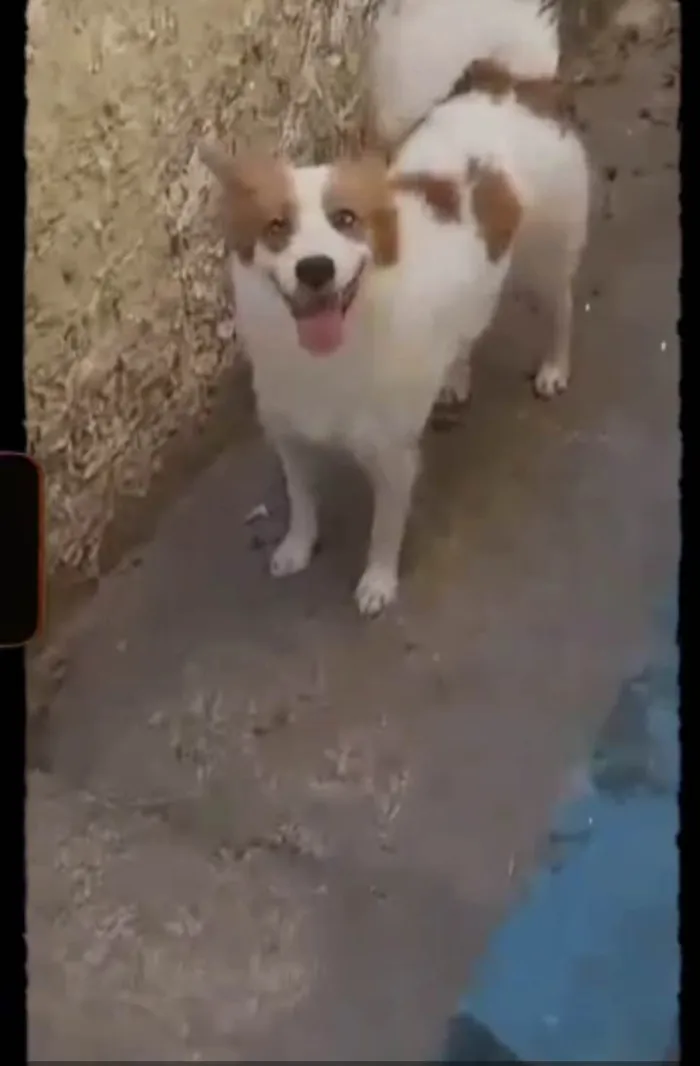 Cachorro ra a Rottweiler com viralata idade 3 anos nome Trovão 