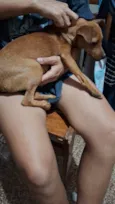 Pinsherzinho 