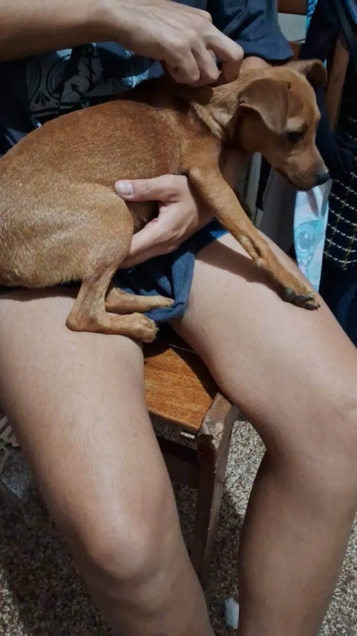 Cachorro ra a Pinsher idade 7 a 11 meses nome Pinsherzinho 