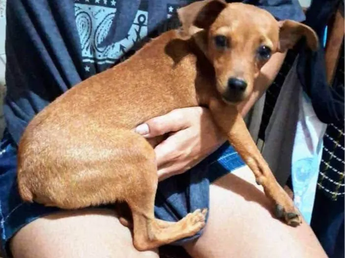 Cachorro ra a Pinsher idade 7 a 11 meses nome Pinsherzinho 