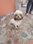 Biscuit