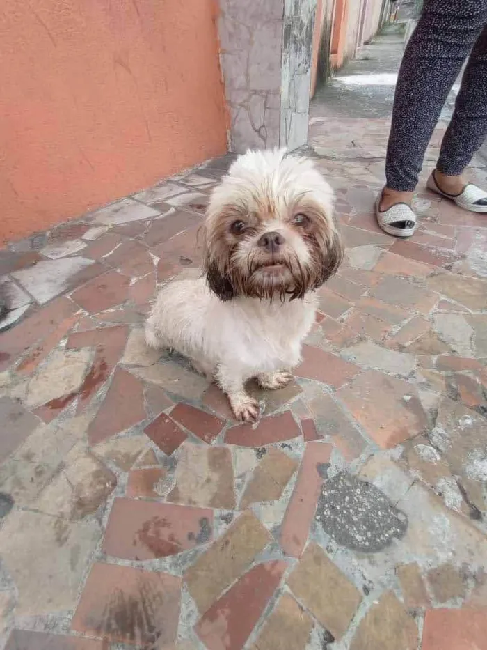 Cachorro ra a Shitzu idade 1 ano nome Biscuit