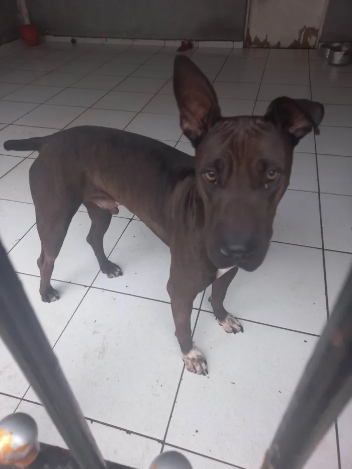 Cachorro ra a Sem raça definida  idade 2 anos nome Henrique 