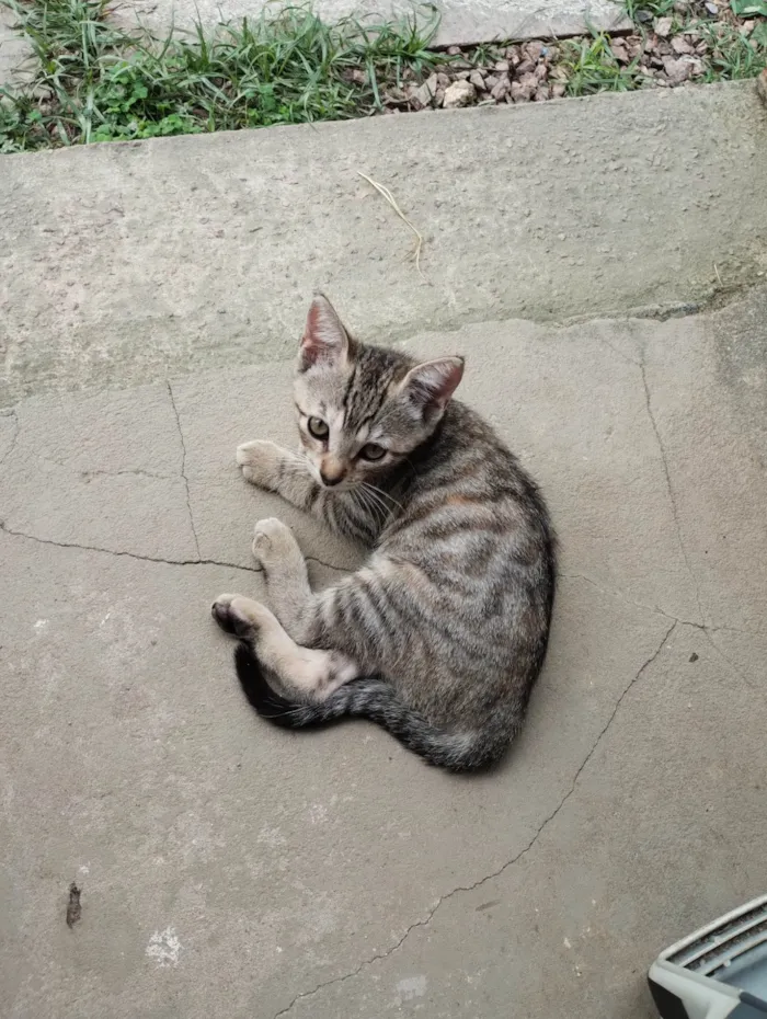 Cachorro ra a Sem raça definida  idade 2 anos nome Henrique 