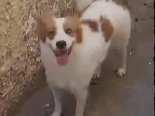 Cachorro ra a Rottweiler com viralata idade 3 anos nome Trovão 