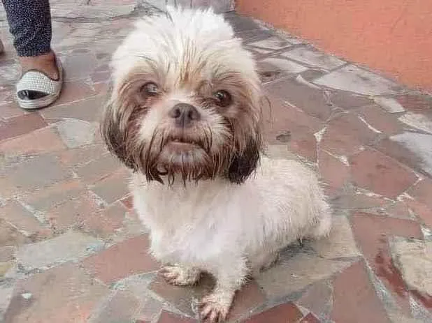 Cachorro ra a Shitzu idade 1 ano nome Biscuit