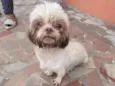 Biscuit