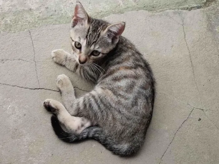 Cachorro ra a Sem raça definida  idade 2 anos nome Henrique 