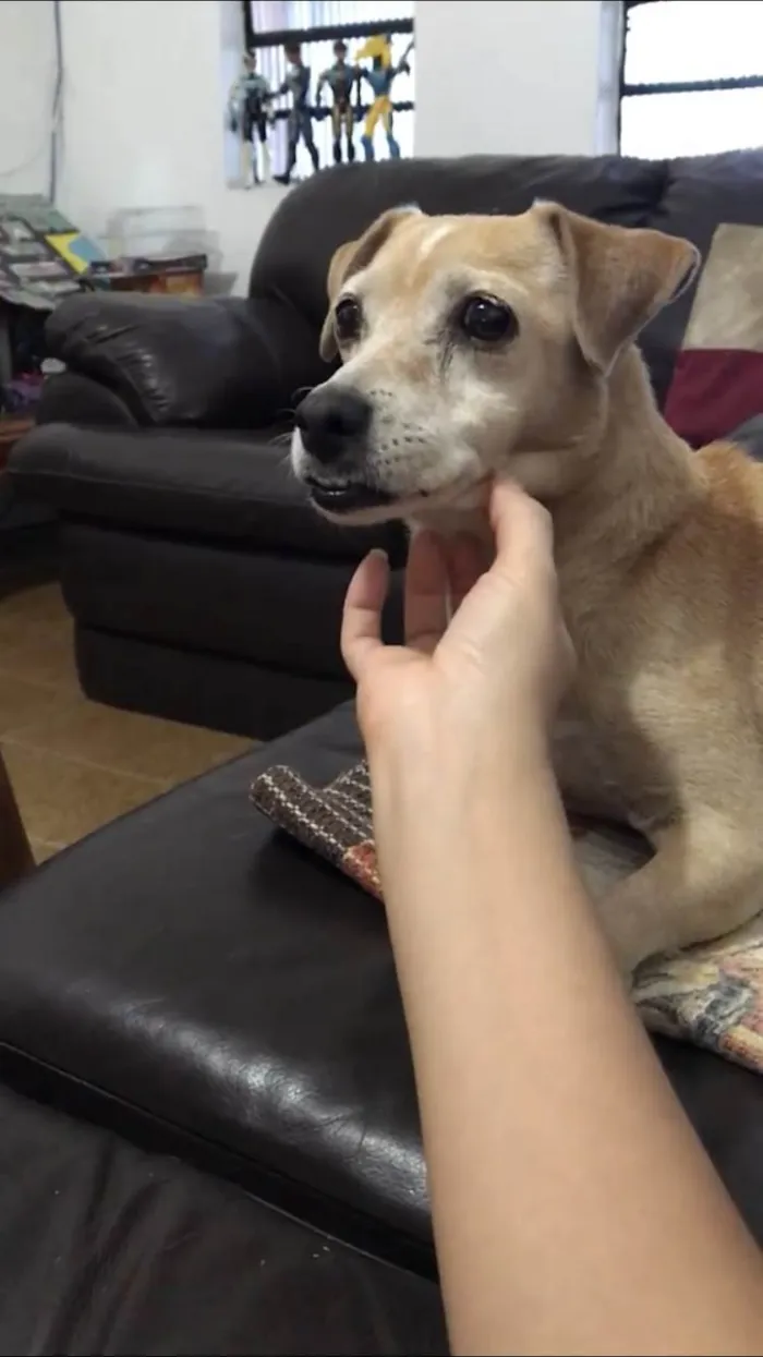 Cachorro ra a SRD idade 6 ou mais anos nome Pucca