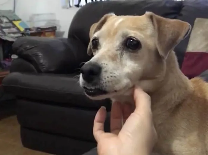 Cachorro ra a SRD idade 6 ou mais anos nome Pucca