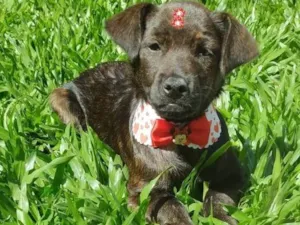 Cachorro raça SRD-ViraLata idade 2 a 6 meses nome JOLY