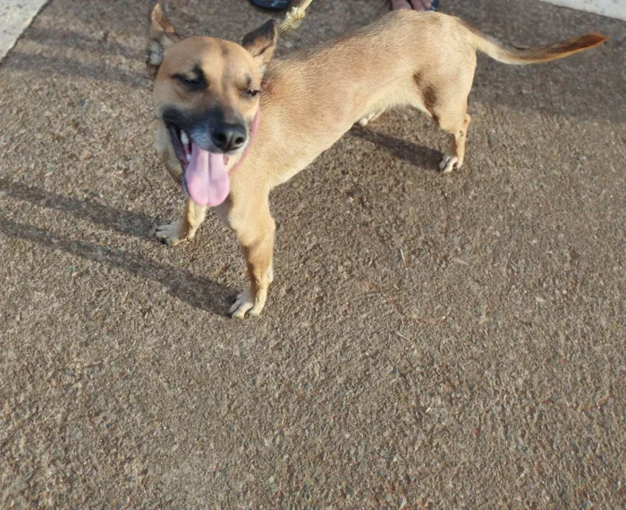 Cachorro ra a Srd idade 1 ano nome Luna