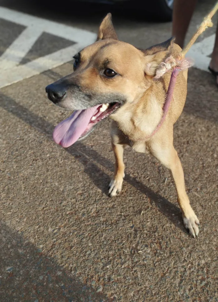 Cachorro ra a Srd idade 1 ano nome Luna