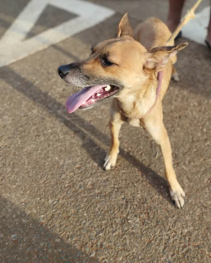 Cachorro ra a Srd idade 1 ano nome Luna