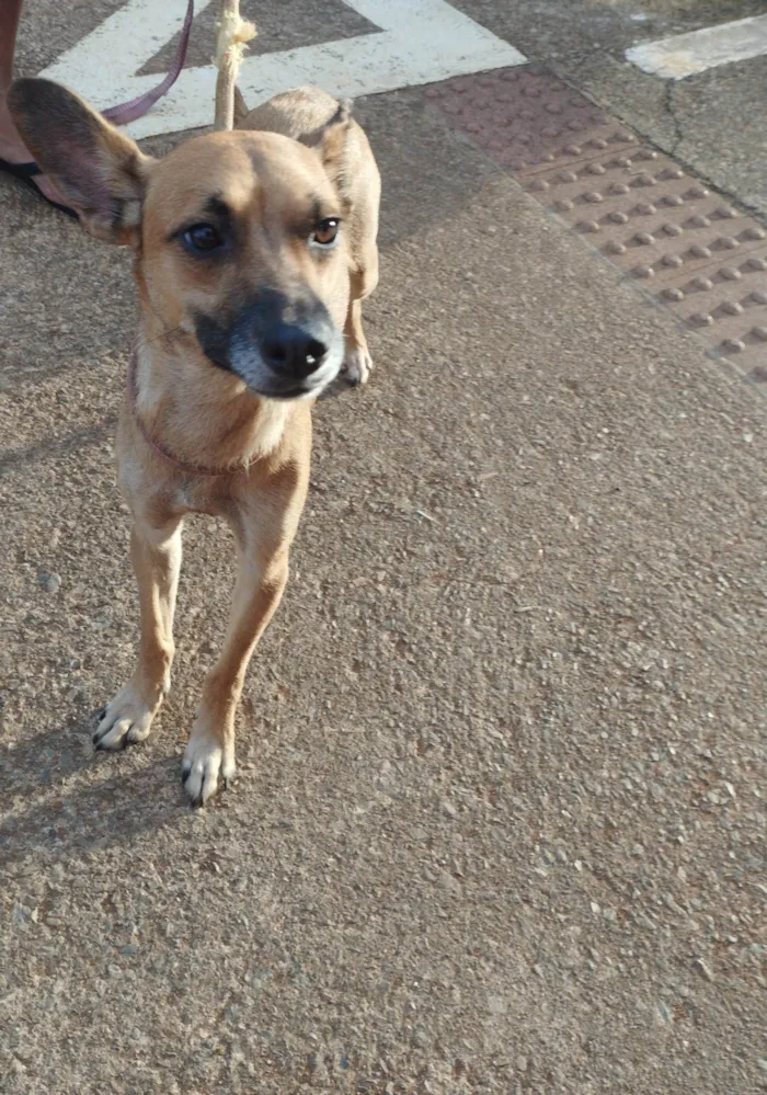 Cachorro ra a Srd idade 1 ano nome Luna