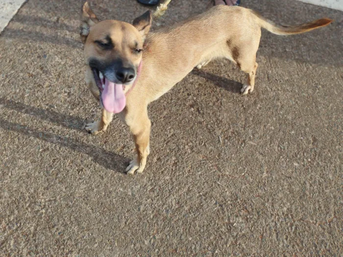 Cachorro ra a Srd idade 1 ano nome Luna