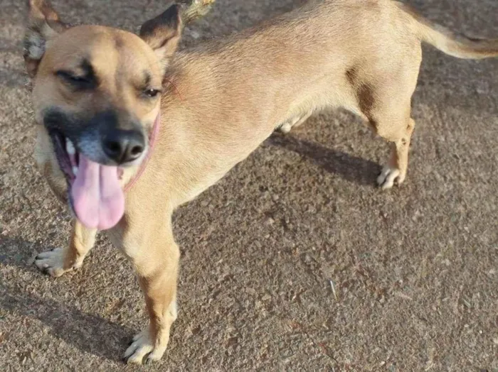 Cachorro ra a Srd idade 1 ano nome Luna