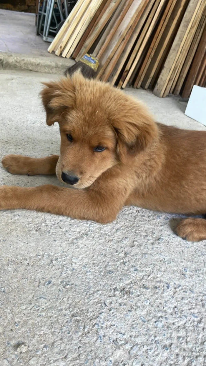 Cachorro ra a Chow Chow  idade 2 a 6 meses nome Thor 