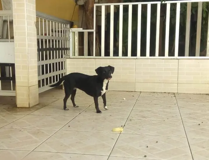 Cachorro ra a SRD-ViraLata idade 5 anos nome Pretinha